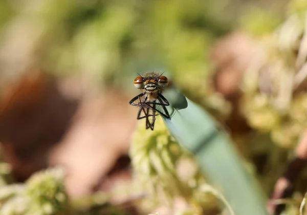 Kırmızı kızböceği - pyrrhosoma nymphula