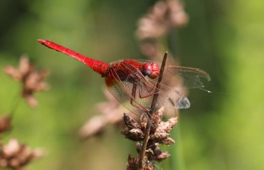 Scarlet Pasifik'ten oğlan - crocothemis erythraea