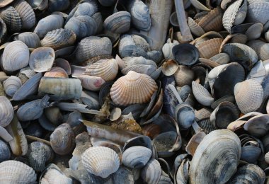 Sahilde birçok deniz kabuklarını
