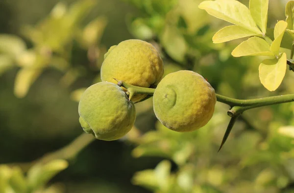 Hardy Orange - Poncirus trifoliata