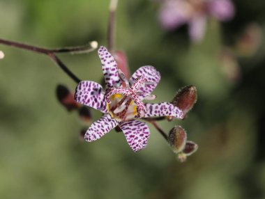 Kurbağa zambağı - Tricyrtis hirta