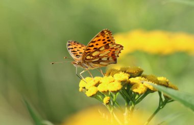 İspanya Kraliçesi Fritillary - İssoria lathonia