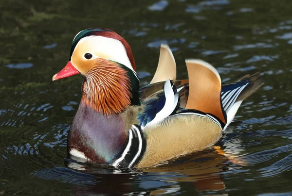 Mandarin Ördeği - Aix galericulata