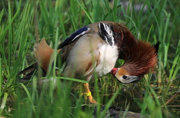 Mandarin Ördeği - Aix galericulata