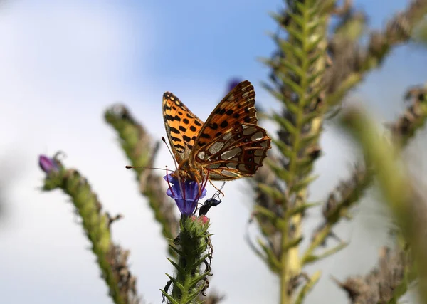 İspanya Kraliçesi Fritillary - İssoria lathonia