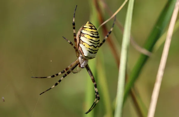 Eşek arısı - Argiope bruennichi