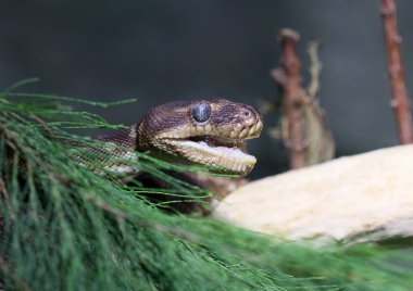 Pürüzlü piton - Morelia carinata