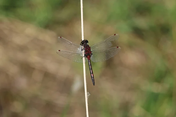 Ruby Whiteface - Leucorrhinia rubicunda