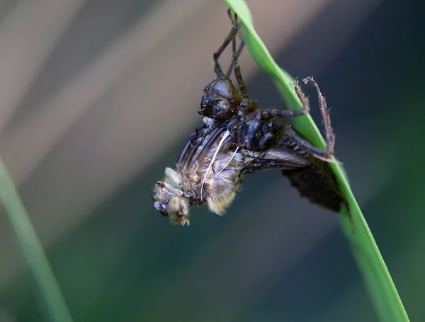 Downy Zümrüt - Cordulia Aenea