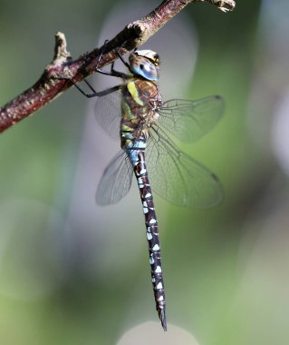 Göçmen Hawker - Aeshna Mixta
