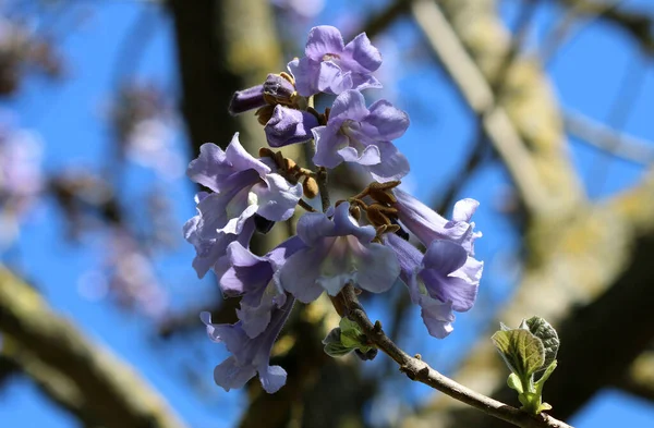 Prenses ağacı Paulownia tomentosa