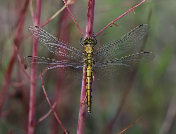 Siyah kuyruklu süzgeç - orthetrum iptali