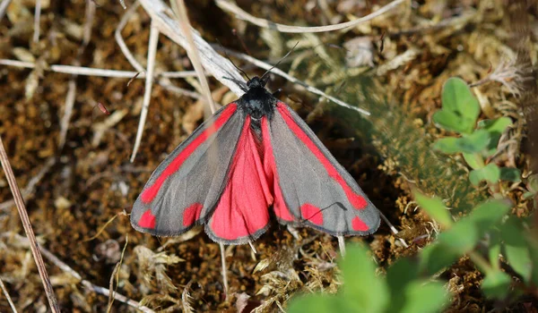 Cinnabar güvesi - Tyria jacobaea