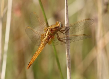 Scarlet Pasifik'ten oğlan - crocothemis erythraea