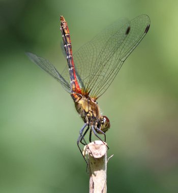 Ruddy Darter - Sympetrum sanguineum