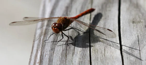 Ruddy Darter - Sympetrum sanguineum