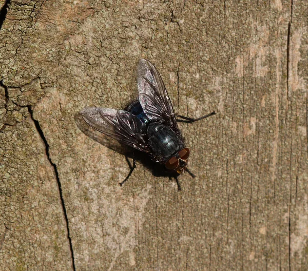Mavi şişe sinek - Calliphora vicina
