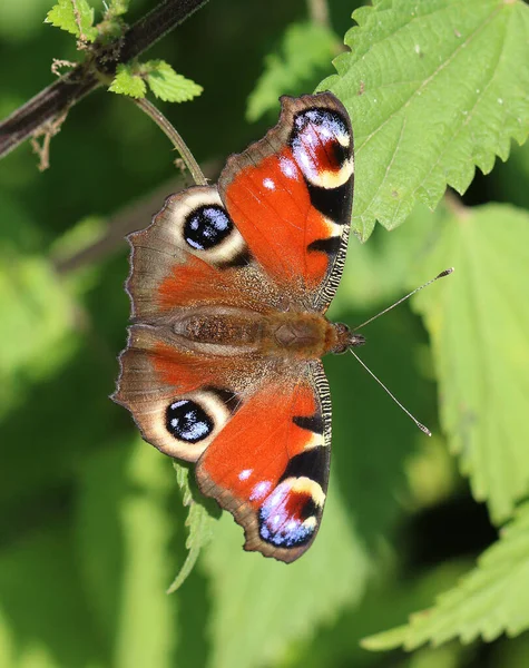 Avrupa tavus kuşu - Aglais io