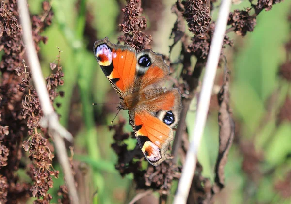 Avrupa tavus kuşu - Aglais io
