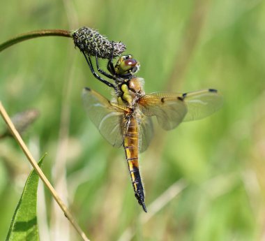 dört benekli chaser - libellula quadrimaculata