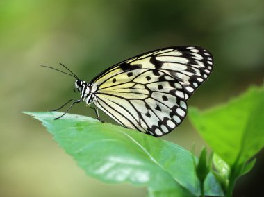 Kağıt uçurtma kelebeği - Fikir lökosonisi