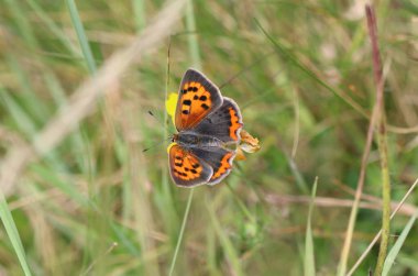 Küçük bakır - Lycaena phlaeas