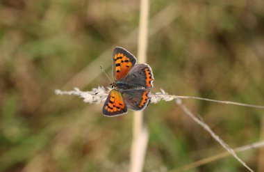 Küçük bakır - Lycaena phlaeas