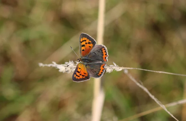 Küçük bakır - Lycaena phlaeas