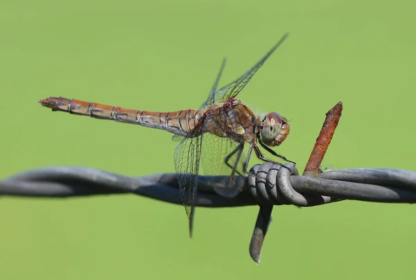 Yaygın darter - Sympetrum striolatum