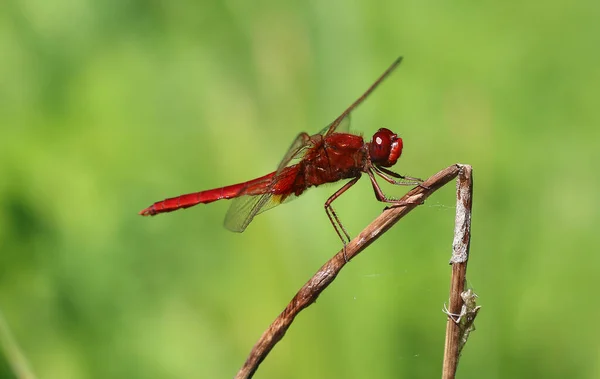 Scarlet Pasifik'ten oğlan - crocothemis erythraea