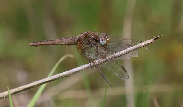 Scarlet Pasifik'ten oğlan - crocothemis erythraea