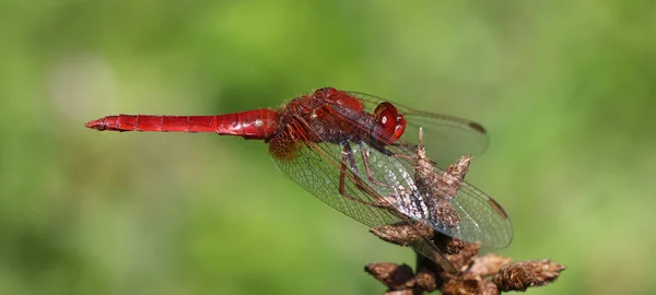 Scarlet Pasifik'ten oğlan - crocothemis erythraea