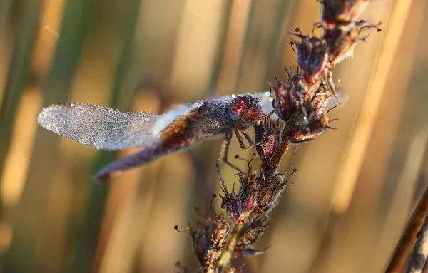 Scarlet Pasifik'ten oğlan - crocothemis erythraea