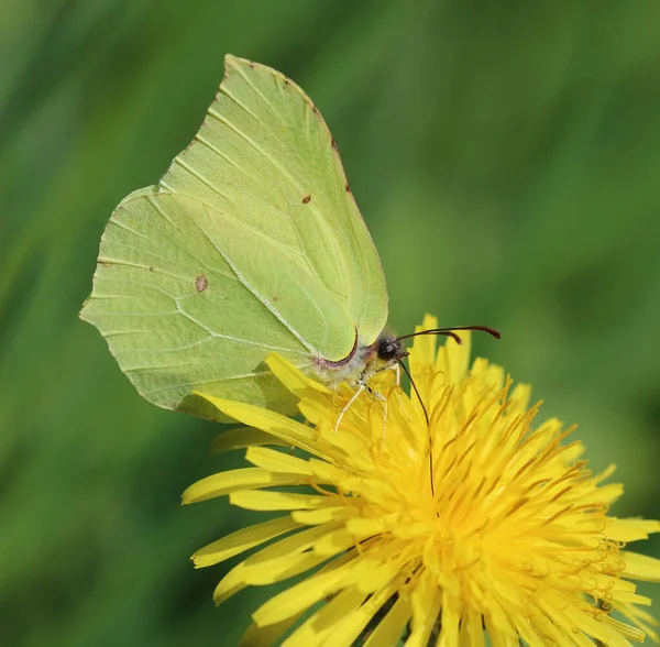 Ortak Kükürt - Gonepteryx rhamni