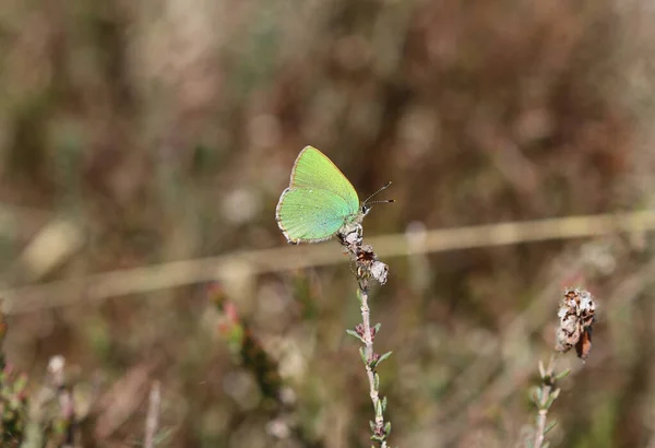 Yeşil saç çizgisi - Callophrys Rubi