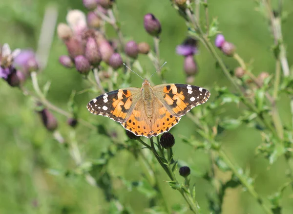 Painted lady - Vanessa cardui