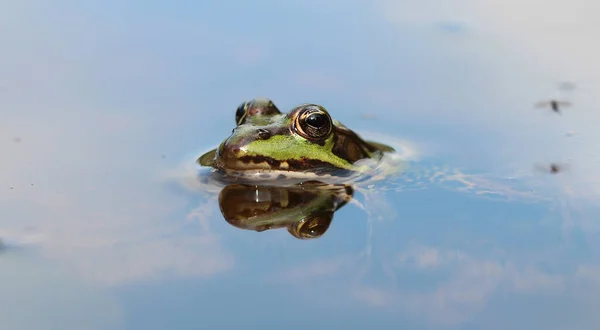 Yenilebilir kurbağa - Pelophylax esculentus