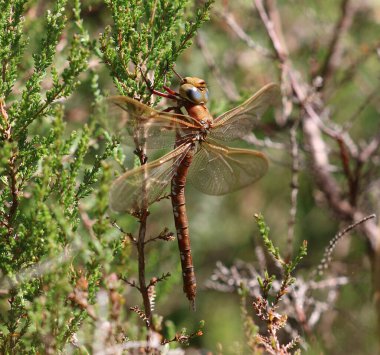 Kahverengi Hawker - Aeshna Grandis