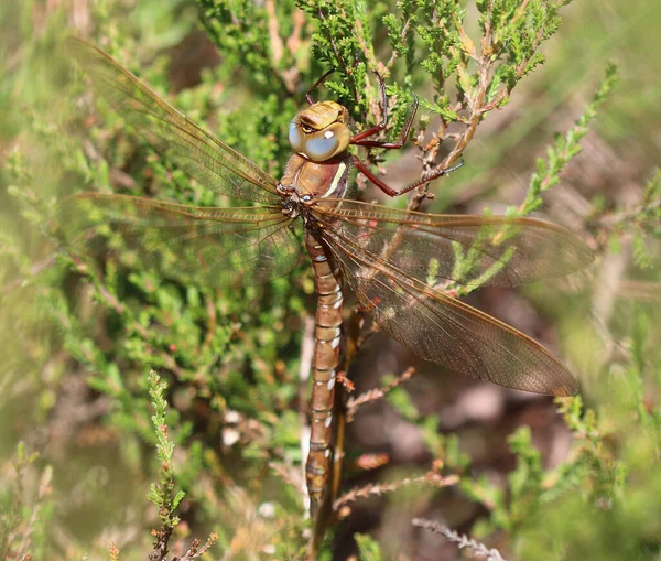 Kahverengi Hawker - Aeshna Grandis