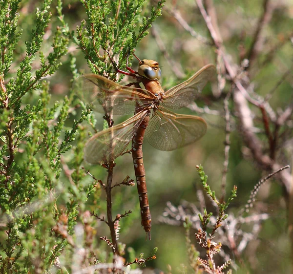 Kahverengi Hawker - Aeshna Grandis