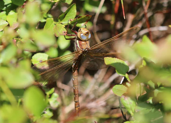 Kahverengi Hawker - Aeshna Grandis