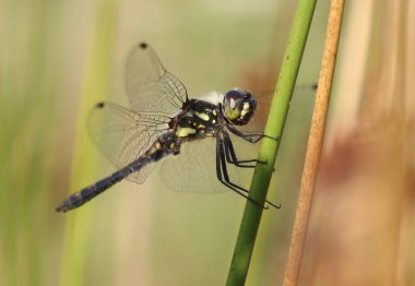 Black Darter - Sympetrum danae