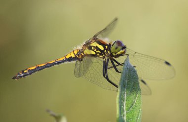 Black Darter - Sympetrum danae