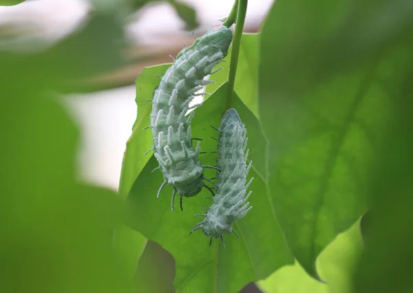 Atlas güvesi - Attacus atlası - Tırtıl