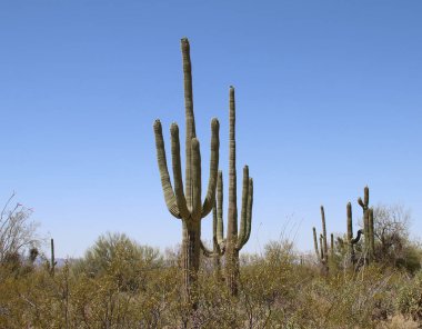 Organize Kaktüs - Stenocereus thurberi