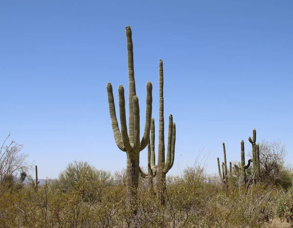 Organize Kaktüs - Stenocereus thurberi
