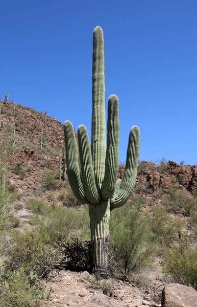 Organize Kaktüs - Stenocereus thurberi