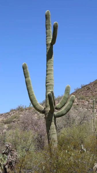 Organize Kaktüs - Stenocereus thurberi