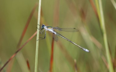 Willow Emerald Damselfly - Chalcolestes viridis