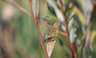 Willow Emerald Damselfly - Chalcolestes viridis